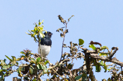 Melaniparus albiventris