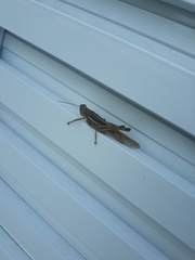 Schistocerca cancellata