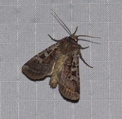 Euxoa divergens