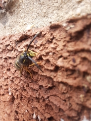 Dolichovespula