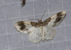 Hydrelia condensata