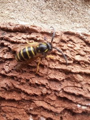 Dolichovespula