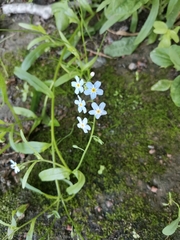 Myosotis