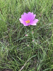 Sabatia gentianoides