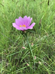 Sabatia gentianoides