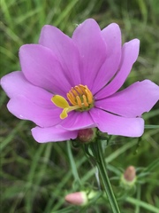 Sabatia gentianoides