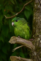Bolborhynchus lineola