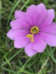 Sabatia gentianoides