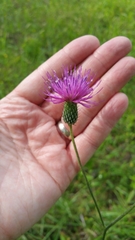 Cirsium carolinianum