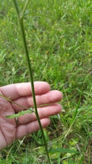 Cirsium carolinianum
