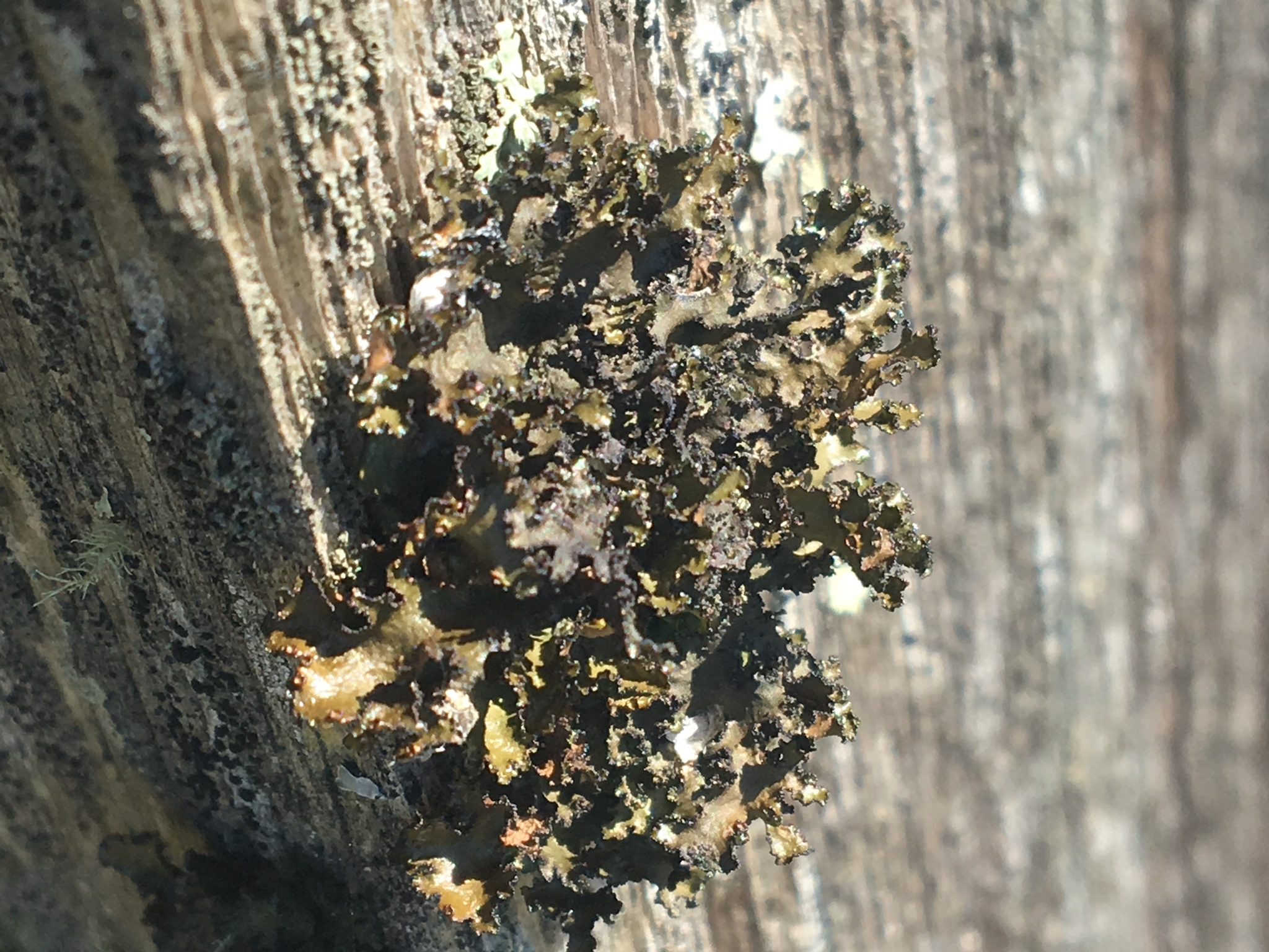 Tuckermannopsis orbata image