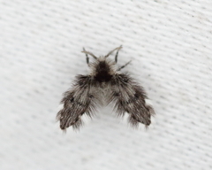 Clytocerus americana