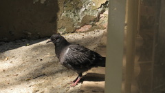Columba livia