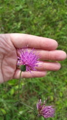 Cirsium carolinianum