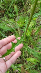 Cirsium carolinianum