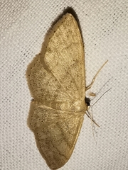 Idaea deversaria