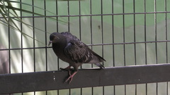 Columba livia