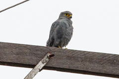 Falco ardosiaceus image
