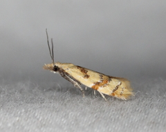 Phtheochroa vitellinana
