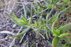 Crassula cymosa