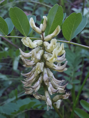 Astragalus canadensis var. mortonii