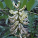 Astragalus canadensis mortonii - Photo (c) Alex Abair,  זכויות יוצרים חלקיות (CC BY-NC), הועלה על ידי Alex Abair