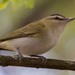 photo of Red-eyed Vireo (Vireo olivaceus)