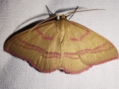 Rhodostrophia calabra