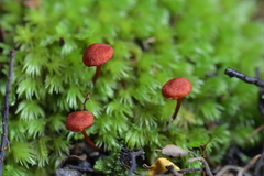 Dermocybe