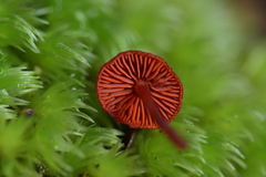 Dermocybe