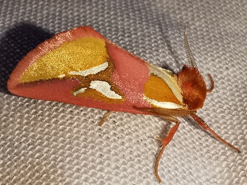 Axia margarita