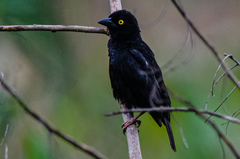 Ploceus nigerrimus