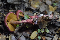 Cortinarius cardinalis