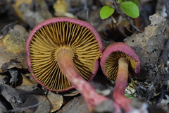 Cortinarius cardinalis