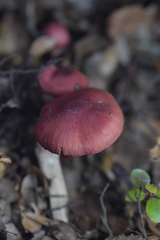 Cortinarius cardinalis
