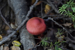 Cortinarius cardinalis
