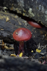 Cortinarius cardinalis