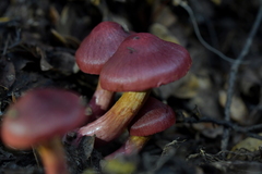 Cortinarius cardinalis