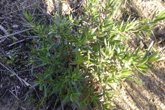 Crassula cymosa