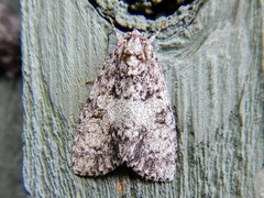 Acronicta retardata