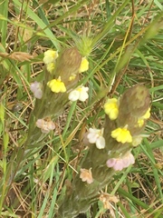Castilleja rubicundula lithospermoides