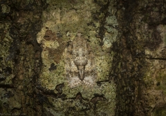 Polylopha epidesma