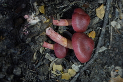Cortinarius cardinalis