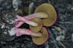Cortinarius cardinalis