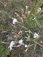 Dianthus acicularis