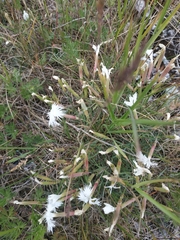 Dianthus acicularis