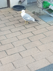 Larus canus