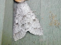 Acronicta innotata