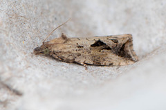 Endothenia nubilana