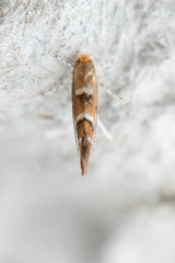 Cameraria bethunella